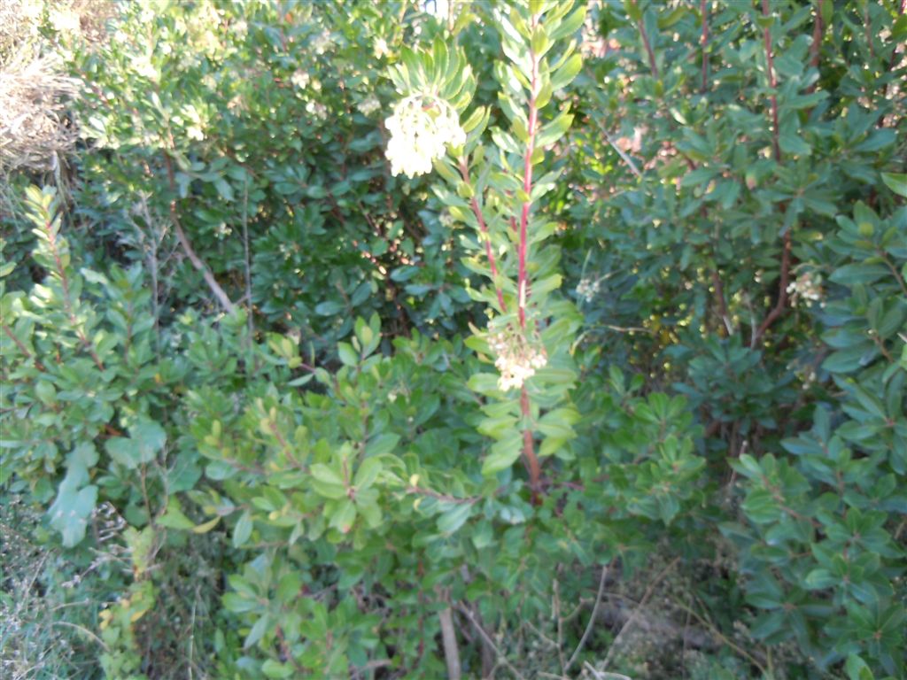 Campanelle a grappoli - Arbutus unedo